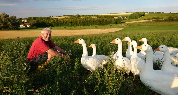 Bio-Weidegans Heinisch